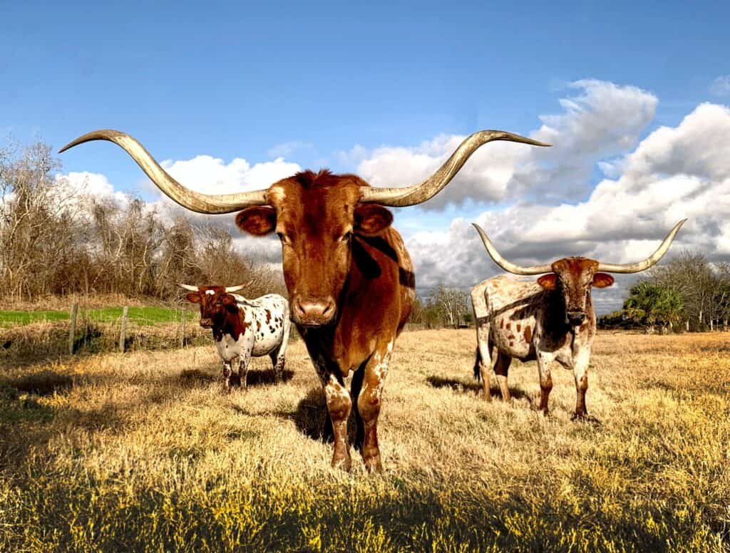 Fort Worth Longhorn