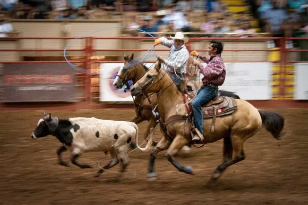 Fort Worth Rodeo Helpful Guide Blahzaye Media